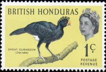 Great Curassow (Crax rubra)