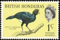 Great Curassow (Crax rubra)