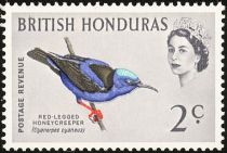 Red-legged Honeycreeper (Cyanerpes cyaneus)