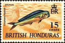 Common Dolphinfish (Coryhaena hippurus)