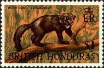 Bush Dog (Tayra barbara)