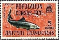 Bonefish (Albula vulpes) - Overprinted