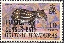 Lowland Paca (Cuniculus paca) - Overprinted