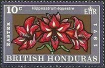 Hippeastrum equestre