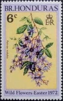 Petrea volubilis