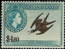 Man-o-War Bird (Fregata magnificens)