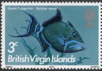 Queen Triggerfish (Balistes vetula)