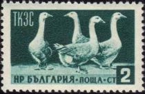 Domestic Geese (Anser anser domestica)