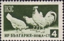 Rooster and Hens (Gallus gallus domesticus)