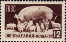 Sow and Piglets (Sus scrofa domestica)