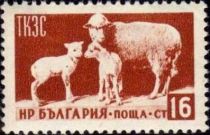 Ewe and Lambs (Ovis ammon aries)