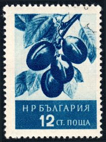 Plums (Prunus domestica)