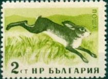 European Hare (Lepus europaeus)