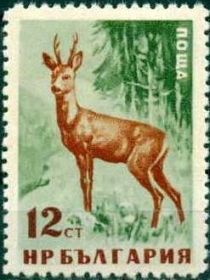 Western Roe Deer (Capreolus capreolus)