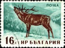 Red Deer (Cervus elaphus)