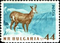 Chamois (Rupicapra rupicapra)