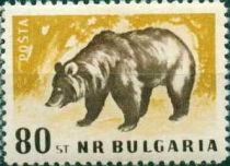 Brown Bear (Ursus arctos)