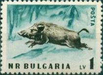 Wild Boar (Sus scrofa)