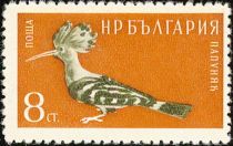 Eurasian Hoopoe (Upupa epops)