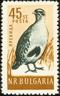 Gray Partridge (Perdix perdix)