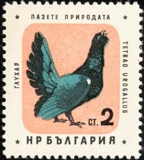 Western Capercaillie (Tetrao urogallus)