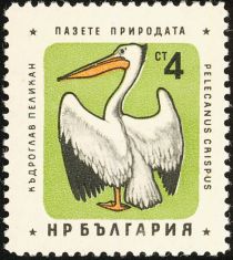 Dalmatian Pelican (Pelecanus crispus)