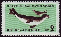 Mediterranean Monk Seal (Monachus monachus)