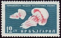 Barrel Jellyfish (Rhizostoma pulmo)