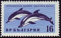 Common Dolphin (Delphinus delphis)