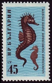 Short-snouted Seahorse (Hippocampus hippocampus)