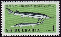 Starry Sturgeon (Acipenser stellatus)