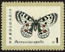 Apollo (Parnassius apollo)