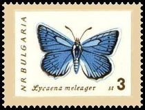 Meleager's Blue Lycaena daphnis)