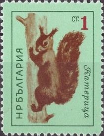 Eurasian Red Squirrel (Sciurus vulgaris)