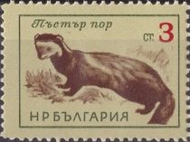 European Polecat (Mustela putorius)