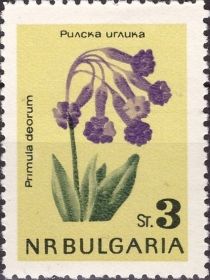 Rila Primrose (Primula deorum)