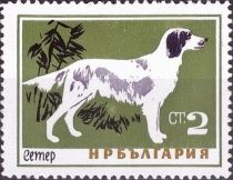 English Setter (Canis lupus familiaris)