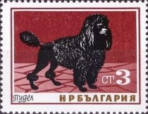 Poodle (Canis lupus familiaris)