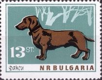 Dachshund (Canis lupus familiaris)