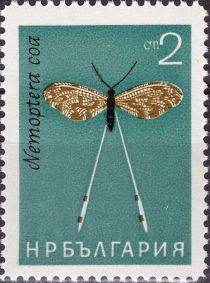 Spoonwing (Nemoptera coa)