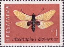 Owlfly (Ascalaphus otomanus)