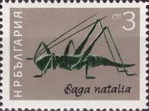 Grasshopper (Saga natalia)