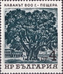 Poplar (800yrs.)