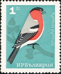 Eurasian Bullfinch (Pyrrhula pyrrhula)