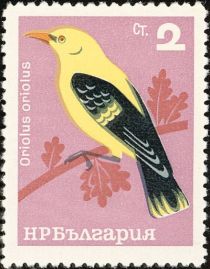 Golden Oriole (Oriolus oriolus)