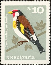 European Goldfinch (Carduelis carduelis)