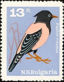 Rosy Starling (Sturnus roseus)