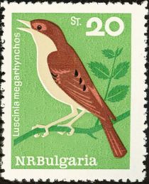 Common Nightingale (Luscinia megarhynchos)