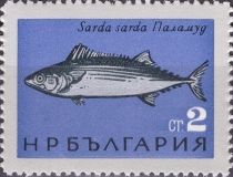 Atlantic Bonito (Sarda sarda)