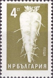 Sugar Beet